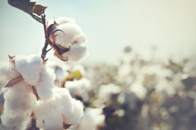 what is the appeal of organic cotton fabrics